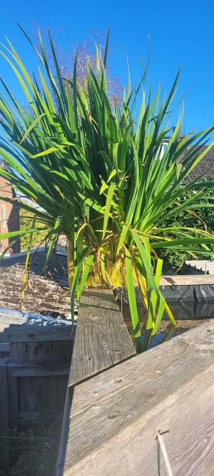 Photo of free Pond Plant (Wingerworth S42) #1