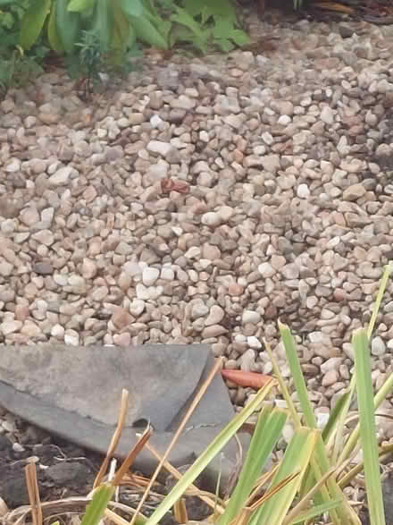 Photo of free Garden/driveway 'chucky' stones (Craigentinny, EH7) #1