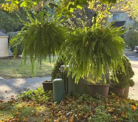 Photo of free ferns- need warm home (Avon) #1