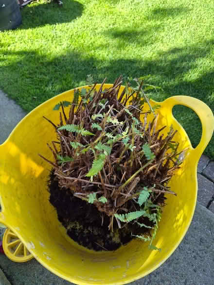Photo of free Large fern (Upton CH2) #1
