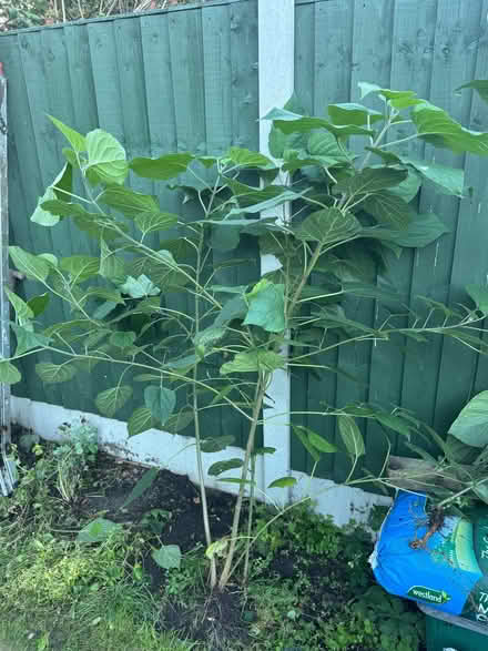Photo of free Trees (Bradmore WV3) #1