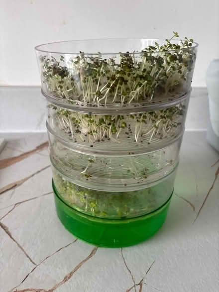 Photo of free Cress etc growing (Allington ME16) #1