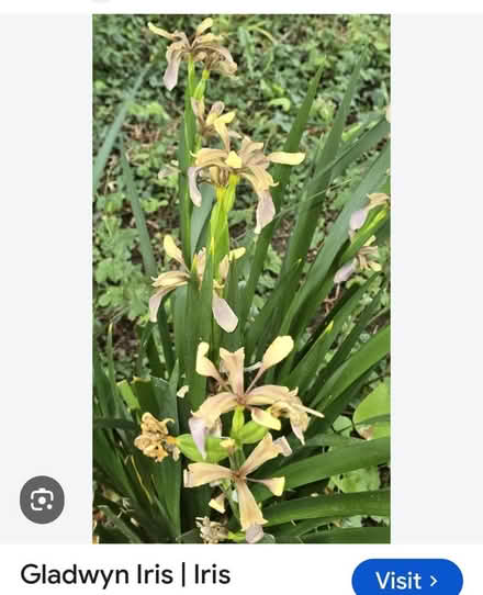 Photo of free Iris seeds, lots (Halstead CO9) #2