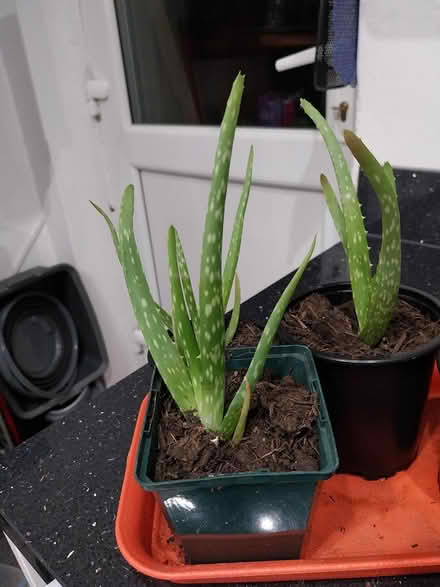 Photo of free Aloe Vera plants (AL7 Welwyn Garden City) #2