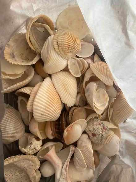Photo of free Sea shells bag (Cabbagetown) #1