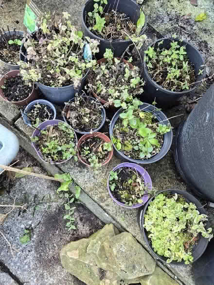 Photo of free Mint plants (Gwespyr CH8) #1