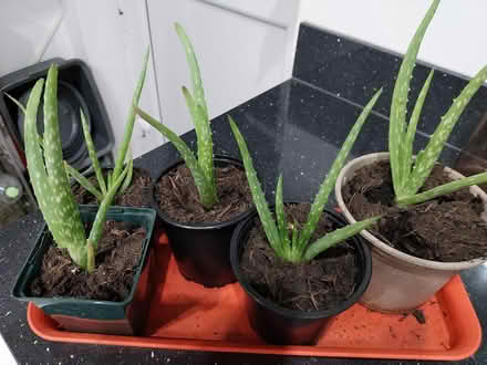 Photo of free Aloe Vera plants (AL7 Welwyn Garden City) #1