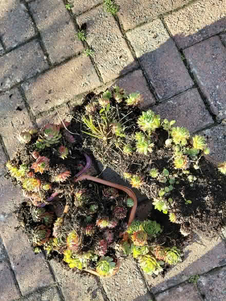 Photo of free House leeks (Stroud GL5) #1