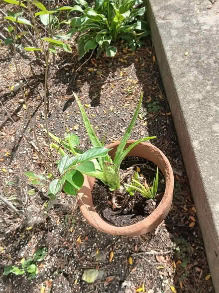 Photo of free Aloe Vera plants (Hobson & Woodridge Dr.,) #1
