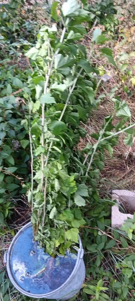 Photo of free rose of sharon (melrose) #2