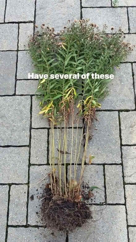 Photo of free Native perennial plants (Burnhamthorpe and Tomken) #2