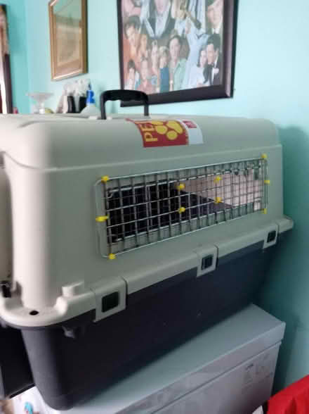Photo of free Dog cage (Maidenhead SL6) #2