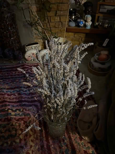 Photo of free Lavender (Newton Abbot) #1