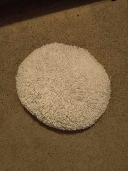 Photo of free Pillow about 20 inches (Odenton, near Odenton Elem) #1