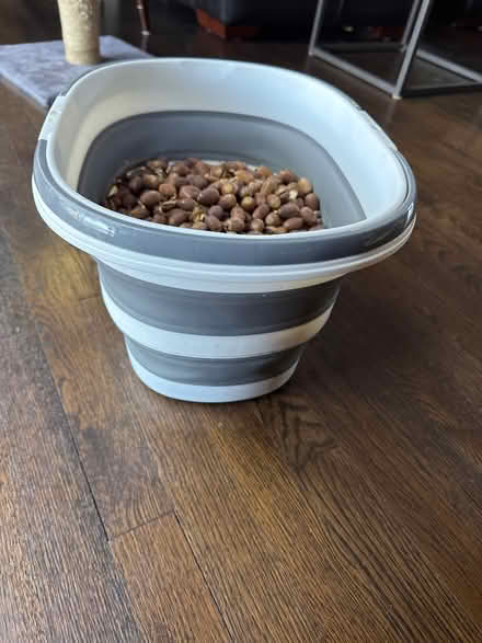 Photo of free Acorns (New Fairfield Squantz Pond) #2