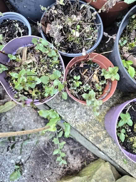 Photo of free Mint plants (Gwespyr CH8) #3