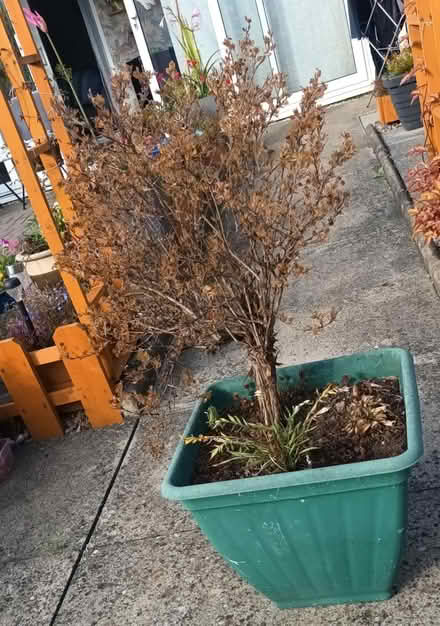 Photo of free Potentially hrub (Waterthorpe S20) #3