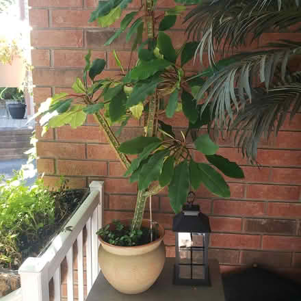 Photo of free Madagascar Jewel Euphorbia 1m heigh (Gatineau) #1