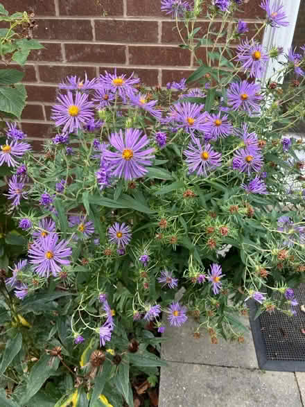 Photo of free Native perennial plants (Burnhamthorpe and Tomken) #1