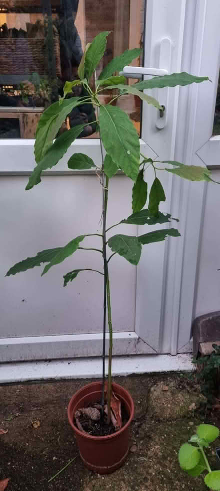 Photo of free Avocado plant (Saint Leonards Ward EX2) #1