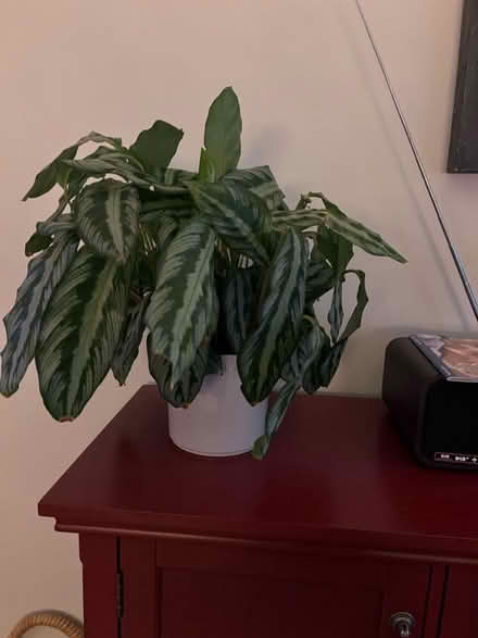 Photo of free House plant - Calathea (West Bridgford NG2) #2