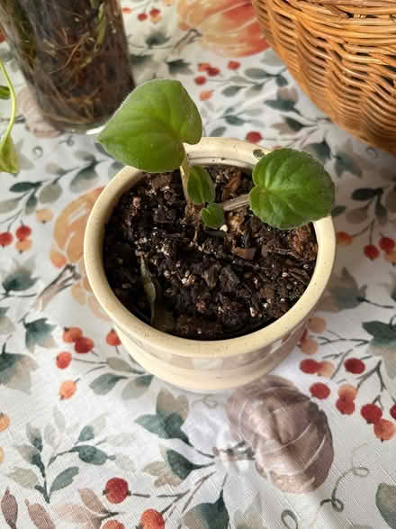 Photo of free African violet plant (Drexel Hill) #1