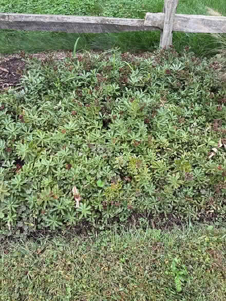 Photo of free Ninth annual perennial thinning (Medford) #2