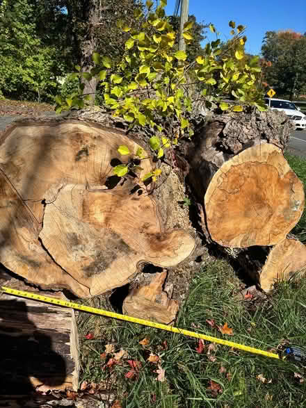 Photo of free Tall woods (816 N Pleasant St, Amherst,) #4