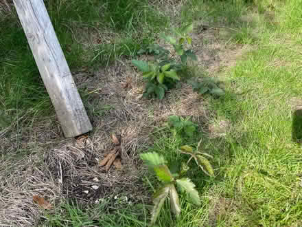 Photo of free Thornless blackberry (Kirkstall LS5) #1