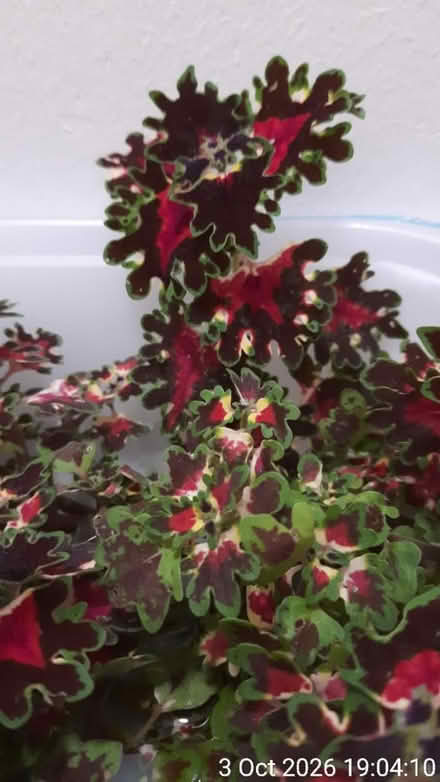 Photo of free Coleus cuttings (Edgwarebury Lane) #1