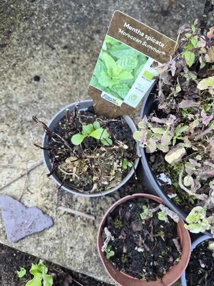 Photo of free Mint plants (Gwespyr CH8) #4