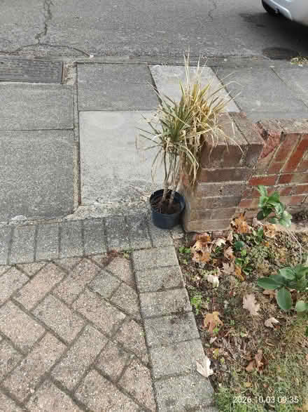 Photo of free Plant (Hampton TW12) #1