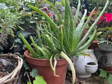 Photo of free Aloe Vera plants (Water End HP1) #2
