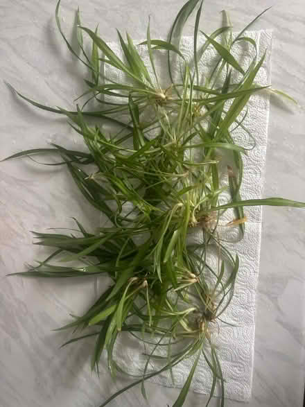 Photo of free Spider plant babies (Boscombe BH5) #1