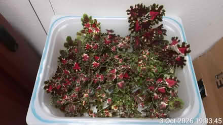 Photo of free Coleus cuttings (Edgwarebury Lane) #2