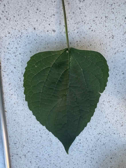 Photo of free Trees (Bradmore WV3) #4