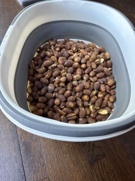 Photo of free Acorns (New Fairfield Squantz Pond) #1