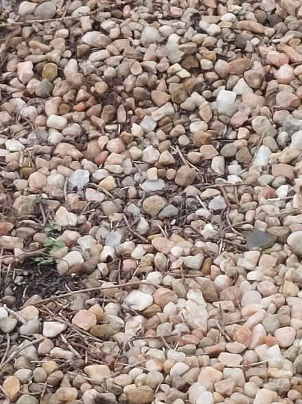Photo of free Garden /driveway 'chucky' stones (Craigentinny, EH7) #2