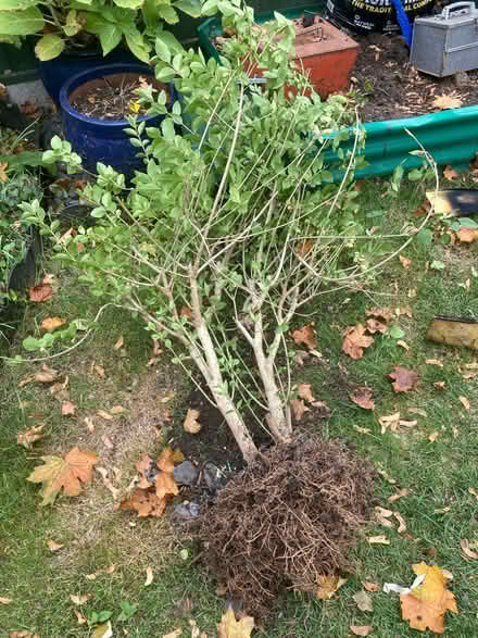 Photo of free Large shrub (Letchworth SG6) #1