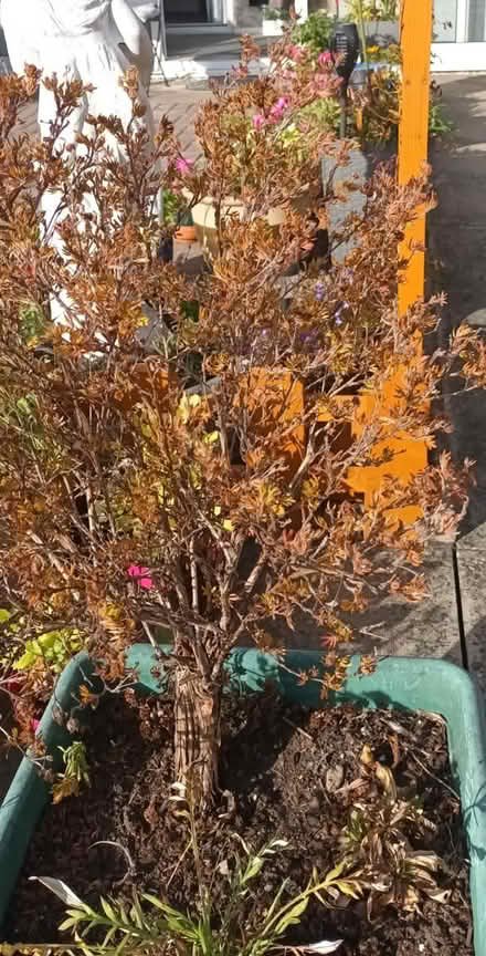 Photo of free Potentially hrub (Waterthorpe S20) #1