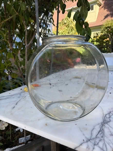 Photo of free Glass terrarium or fish bowl (Berkeley) #1