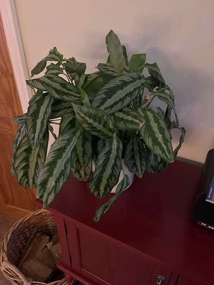 Photo of free House plant - Calathea (West Bridgford NG2) #1