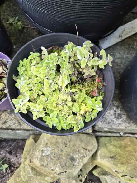 Photo of free Mint plants (Gwespyr CH8) #2