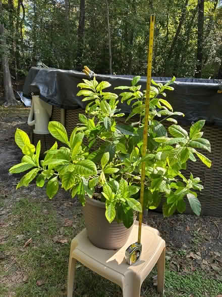 Photo of free Large Gardenia (Medford) #1
