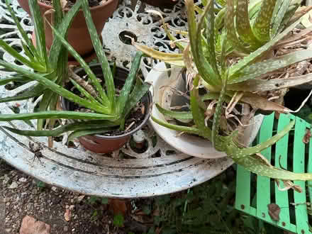 Photo of free Aloe Vera plants (Water End HP1) #1