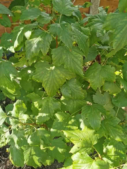 Photo of free Currant bush (M35 Failsworth, Manchester) #2