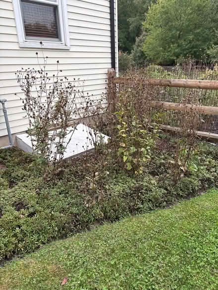 Photo of free Ninth annual perennial thinning (Medford) #1