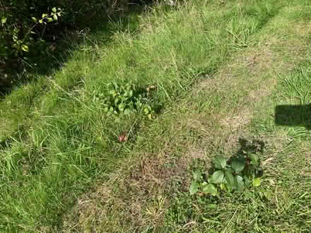 Photo of free Thornless blackberry (Kirkstall LS5) #2