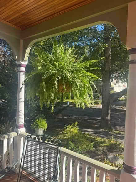 Photo of free fern available but not plant hanger (Arlington) #1