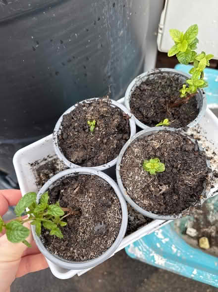 Photo of free Mint cuttings (Allington ME16) #1